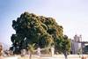 Arbre de tulle