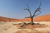 Desert