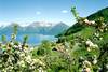 Hardanger Fjord