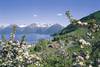 Hardangerfjord