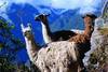 Lamas