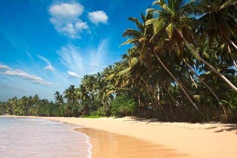 Nos bons plans vacances Sri Lanka