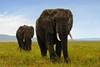 Tanzanie
