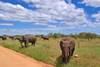 Tanzanie