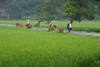 Vietnam - Hochiminh, Circuit Vietnam Decouverte