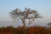 Kenya - Nairobi, Combiné circuit et hôtel Safari Kifaru + Séjour au Travellers Beach 4*