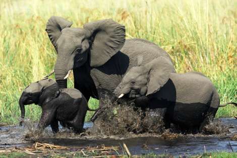 Voyage Kenya, Combin�Nairobi : Combin� circuit et h�tel Safari Evaso N'Giro + Travellers Beach 4*