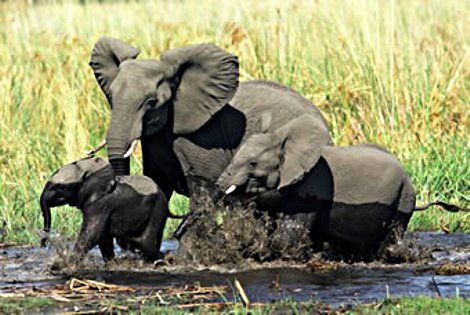 Voyage Kenya, Combin�Nairobi : Combin� circuit et h�tel Safari Terre Sauvage et Hotel Indian Ocean Beach Club  4*