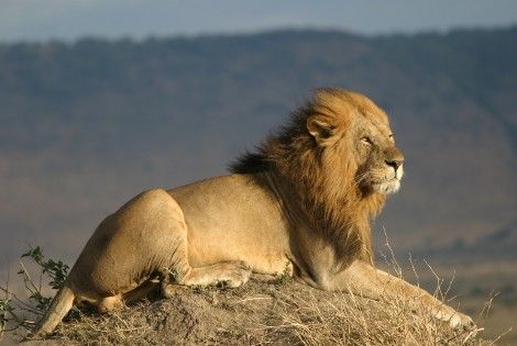 Voyage Kenya, Combin�Nairobi : Combin� circuit et h�tel Safari Punda Milia + Plage au Travellers Beach 4*