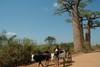 Baobabs