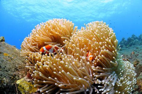 Voyage Philippines, Combin�Manille : Combin� circuit et h�tel D�couverte de Manille et Puerto Galera au Coco Beach 3* C...