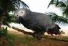 Sao Tome - Sao Tome, 9 JOURS / 7 NUITS - Combiné hôtels "Cocktail Equatorial" 5*