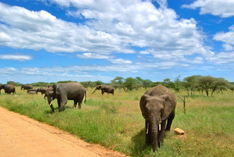 Tanzanie
