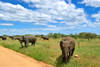 Tanzanie - Kilimanjaro, Combiné circuit et hôtel Safari de Charme en Tanzanie + balnéaire à Zanzibar en hôtel 4* Charme