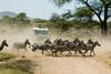 Tanzanie