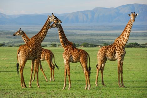 Tanzanie