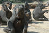 Spectacle d'elephans