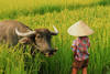 Vietnam - Hanoi, Combiné circuit et hôtel La Grande Aventure du Nord au Sud + Balnéaire à Phan Thiet