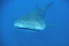Requin baleine