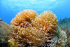Poisson clown