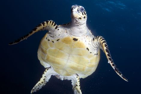 Tortue