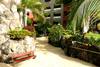jardin - Roca Nivaria