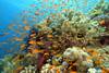 Egypte - Hurghada, Club Lookea Aqua Vista 4*
