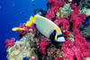 Egypte - Hurghada, Hôtel Club Calimera 4*