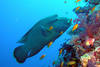 Egypte - Marsa Alam, 8 JOURS / 7 NUITS - Hôtel Holiday Beach 4* - Forfait 10 plongées