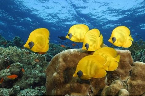 Poissons