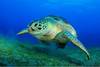 Tortue
