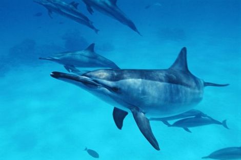 dauphins
