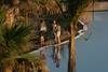 Piscine - Oasis Papagayo