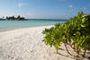 Plage - Paradise Island Resort