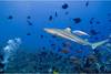 Maldives - Male, 9 JOURS / 7 NUITS - Hôtel Fihalhohi Resort 3* sup - Spécial Plongée - Offre spéciale : Nuit Offerte 6=7 ! (Voir conditions)