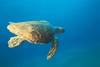 Maldives - Male, 9 JOURS / 7 NUITS - Hôtel Club Faru 3* sup - Spécial Plongeur - Offre spéciale : 1 Nuit Offerte : 7=6 (Voir conditions)