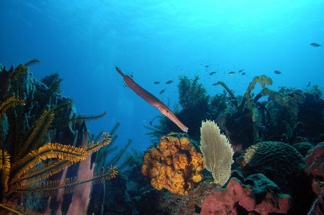 Fonds sous marins