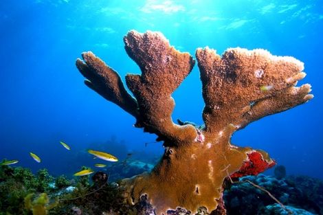 Fonds sous marins