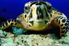 Tortue