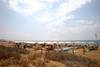 Plage - L'Oasi di Selinunte