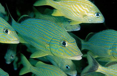 Poissons