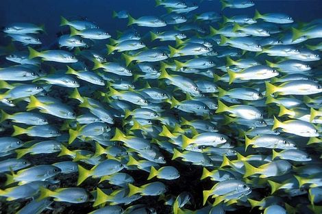 Poissons
