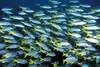 Poissons