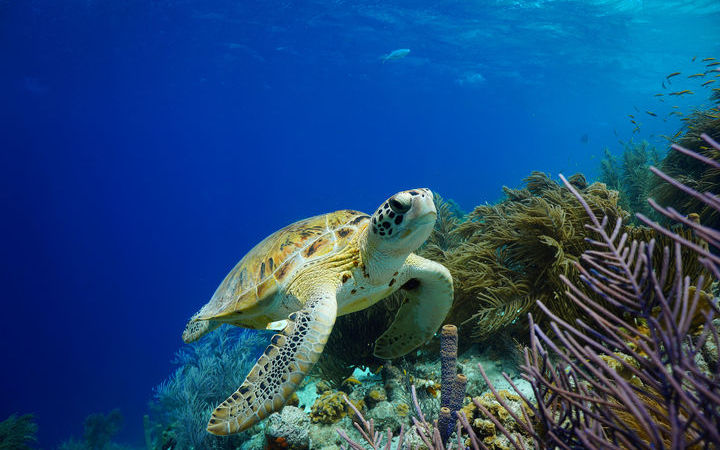 Escala Bonaire