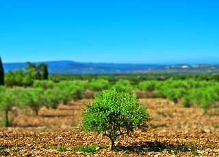Escale Chili (Coquimbo)