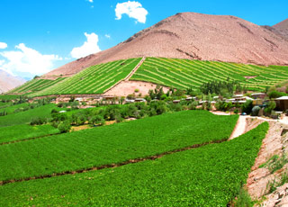 Escale Chili (Coquimbo)