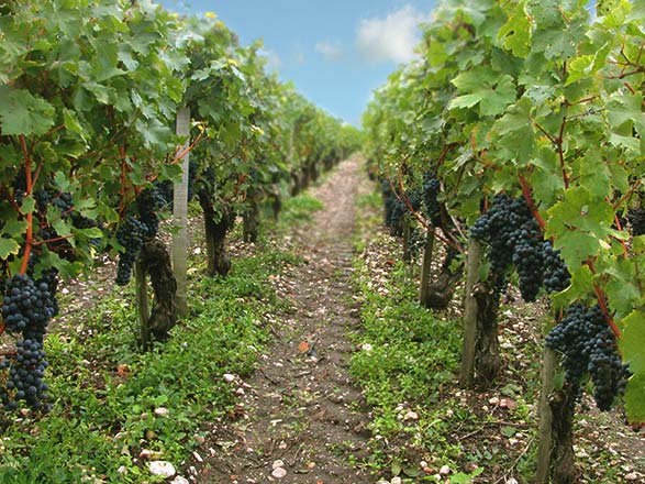 Escale France (Pauillac)
