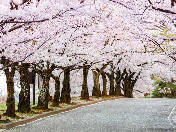 Escale Japon (Toba)