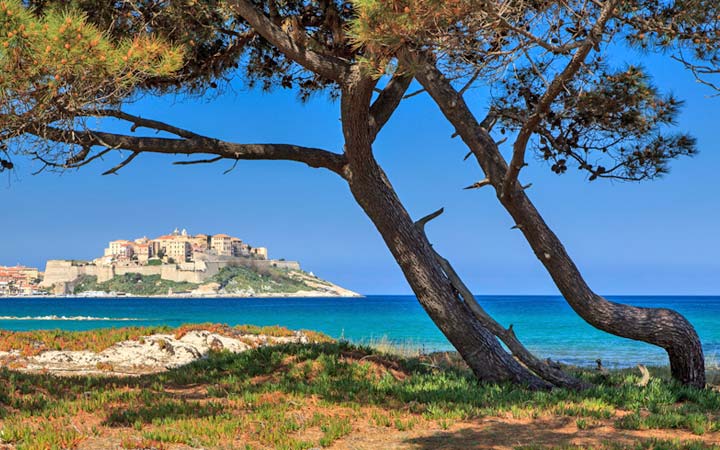 Calvi