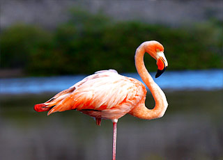 Floreana